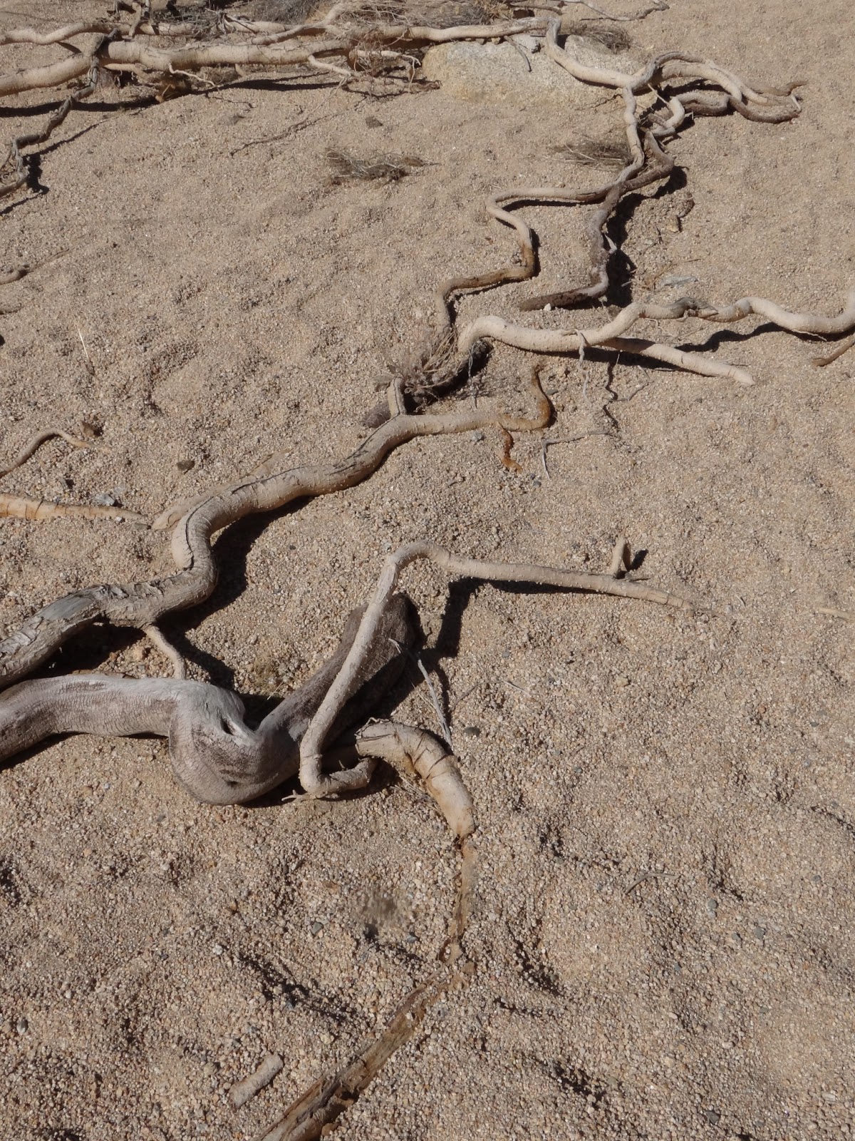 The adventures of LaPuce Wooden snakes Joshua Tree National Park