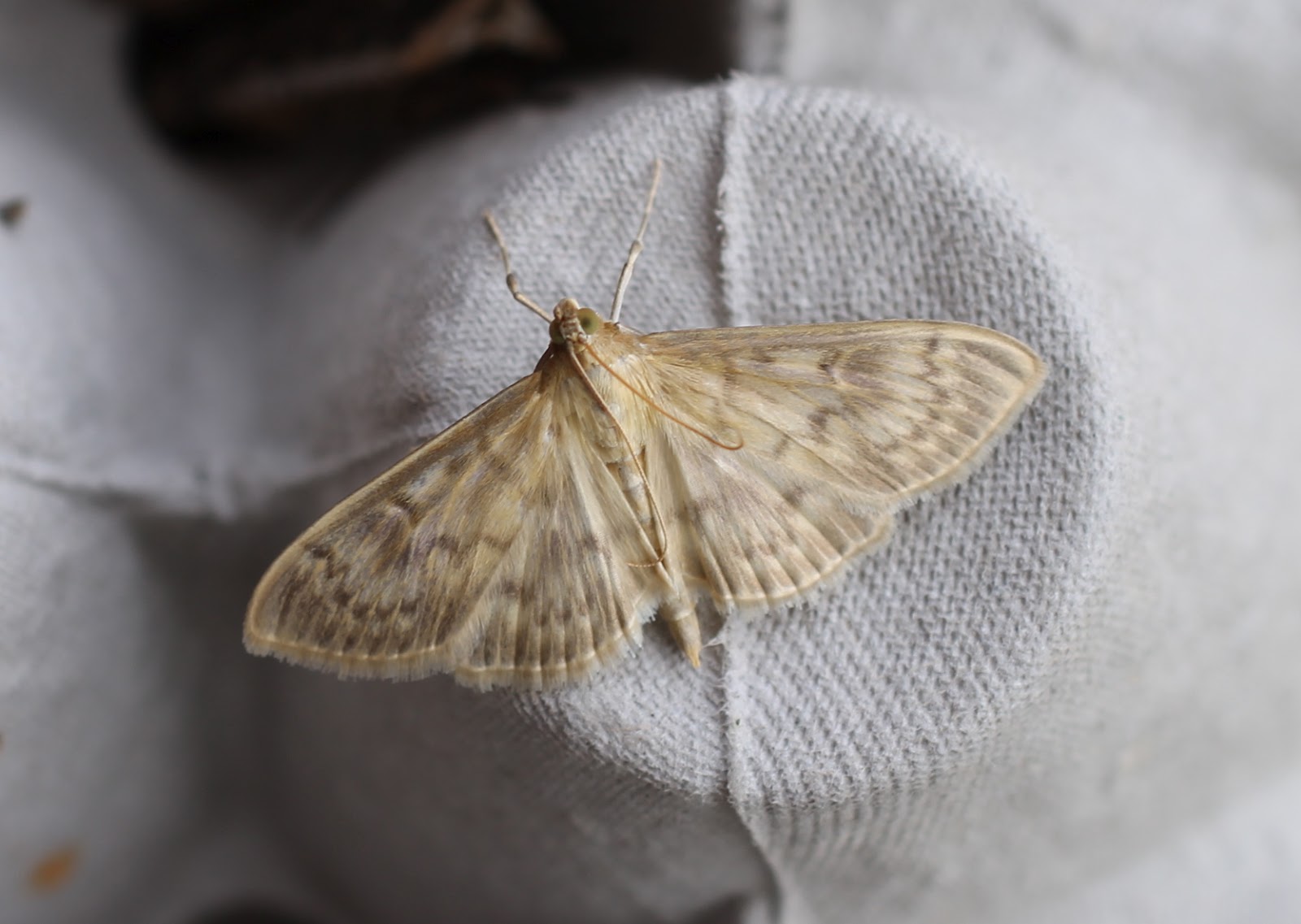 Shandy Hall Moths: 24 July 2012 - The Leopard of North Yorkshire