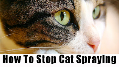 Cat spray stop review, catspraystop review, cat spray stop