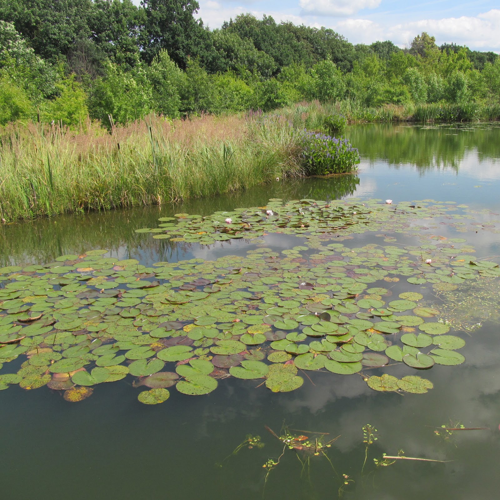 Draussen Forstbotanischer Garten Tharandt, Teil 2
