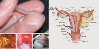 OBAT HERBAL UNTUK MENGOBATI KEPUTIHAN ABNORMAL MERK GURAH V 