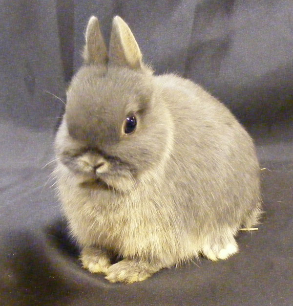 Breeds Rabbit Netherland Dwarf Rabbit