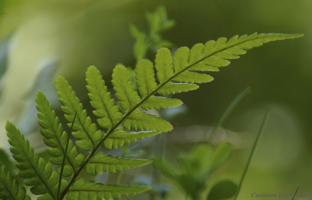 Ganzheitliche Heilung Juni 2017