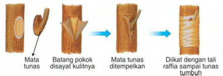 Budidaya Bonsai Dengan Cara Okulasi