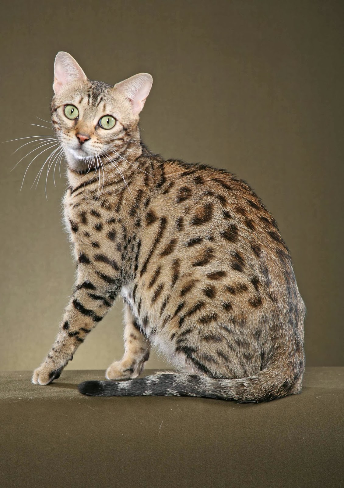 38 HQ Photos Blue Bengal Cat Names - Bengal Cats and Snow Bengals: The History, Development and ...