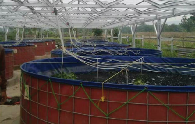 Tempat ternak ikan lele