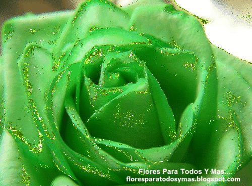 Flores Para Todos Y Mas: El significado de las Rosas Verdes.