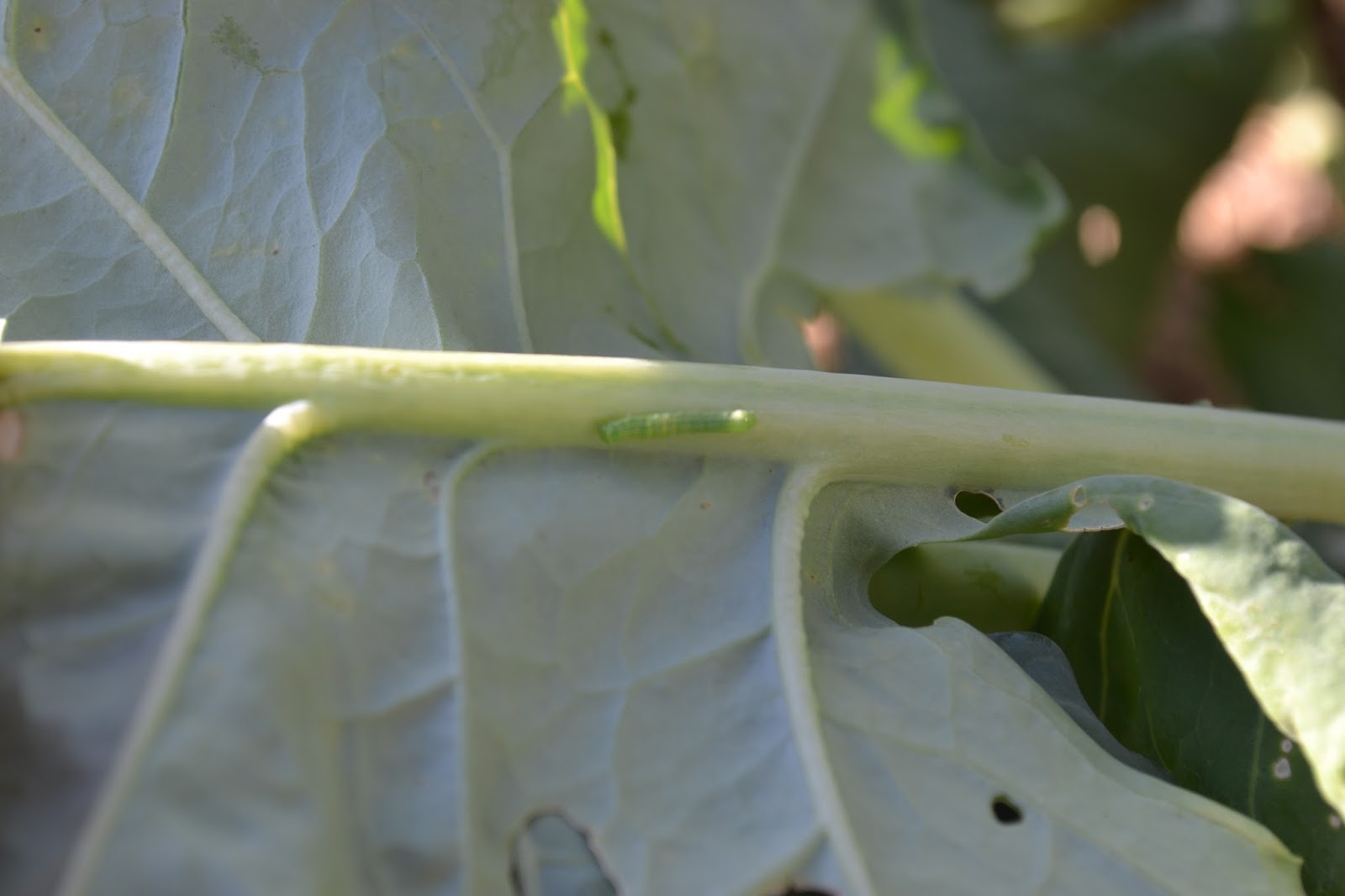 The High Desert Homestead ORGANIC PEST CONTROL. RIGHT FROM YOUR KITCHEN.