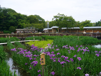 大阪府枚方市・山田池公園 花しょうぶ園