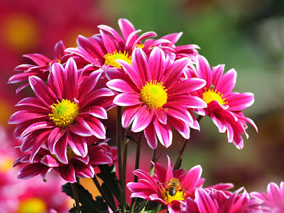 Flores bonitas para detalles de amor