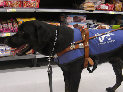 Picture of Rudy in a stand-stay in coat/harness inside Wal-Mart - with shelves of food behind him