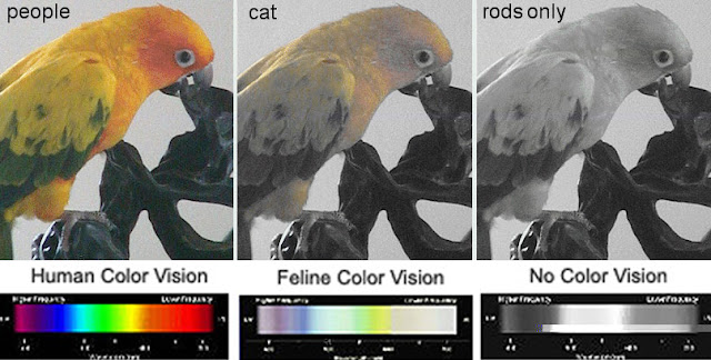cat color vision