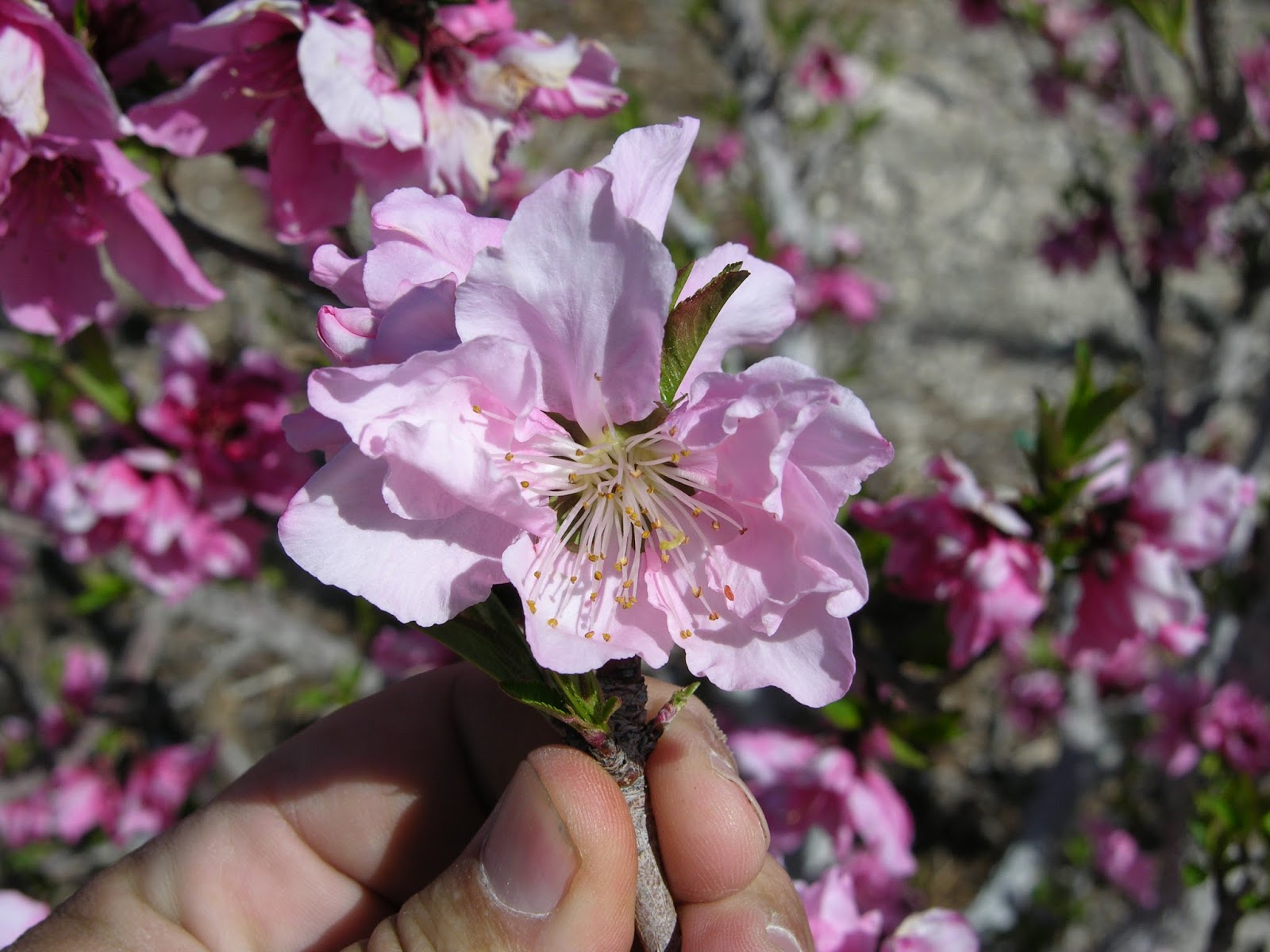 Xtremehorticulture of the Desert Nectarine Tree, Flowers but No Fruit
