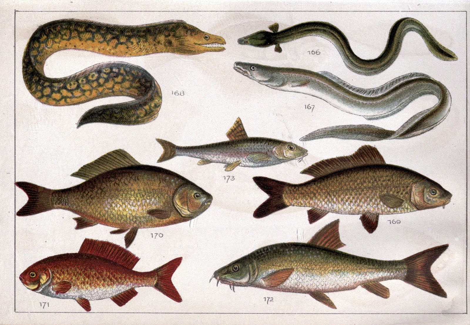 Biodiversity Heritage Library Book Of The Week X