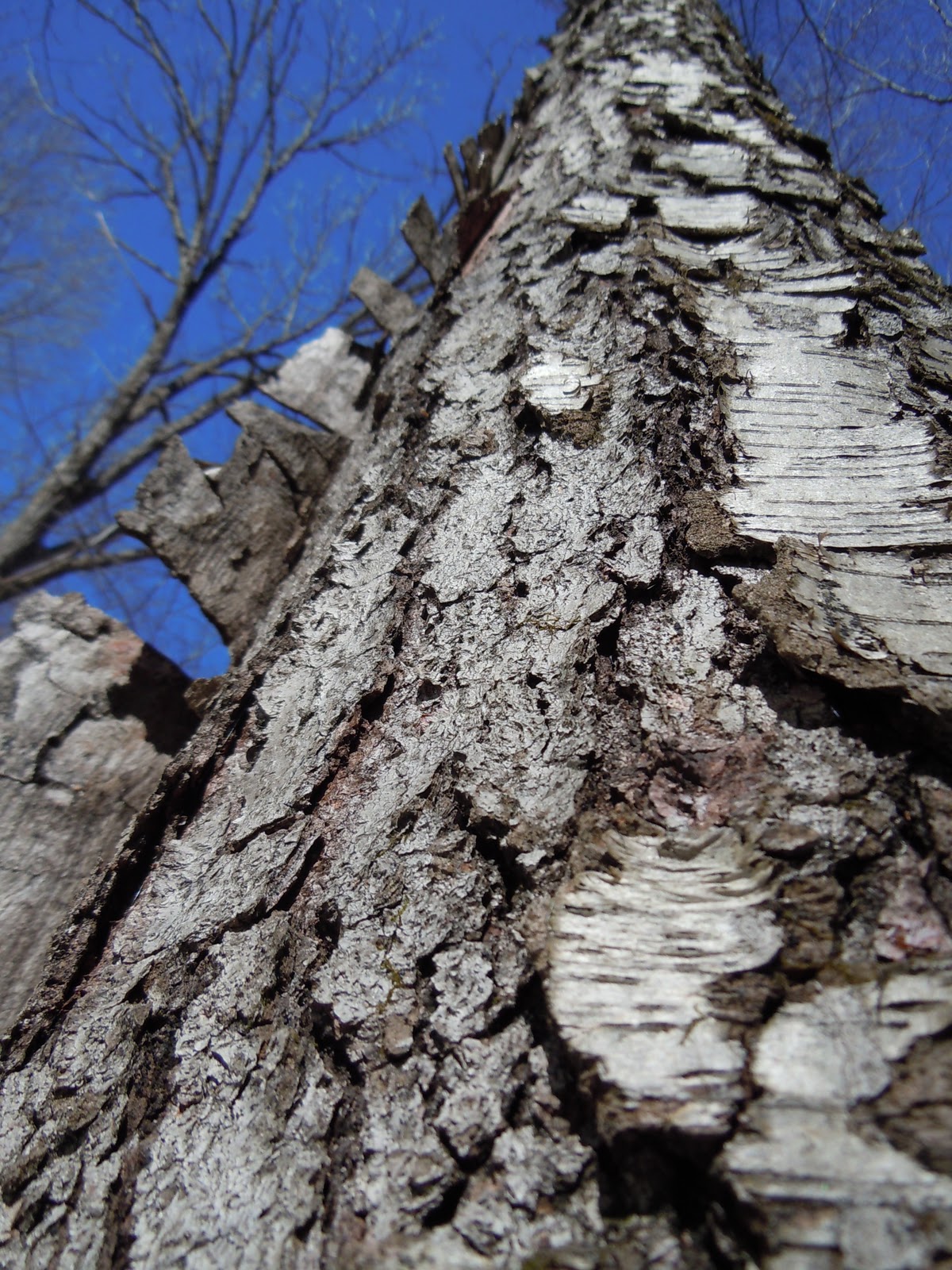 goat-eats-birch-sugar-part-1
