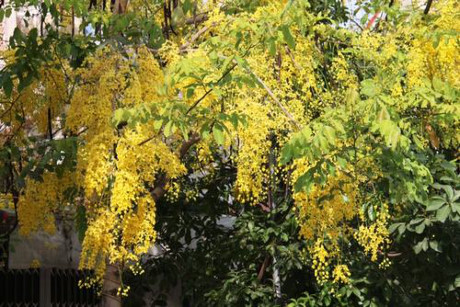 Sắc hoa vàng Đà Nẵng - Ảnh 6 Sac hoa vang Da Nang - Anh 6