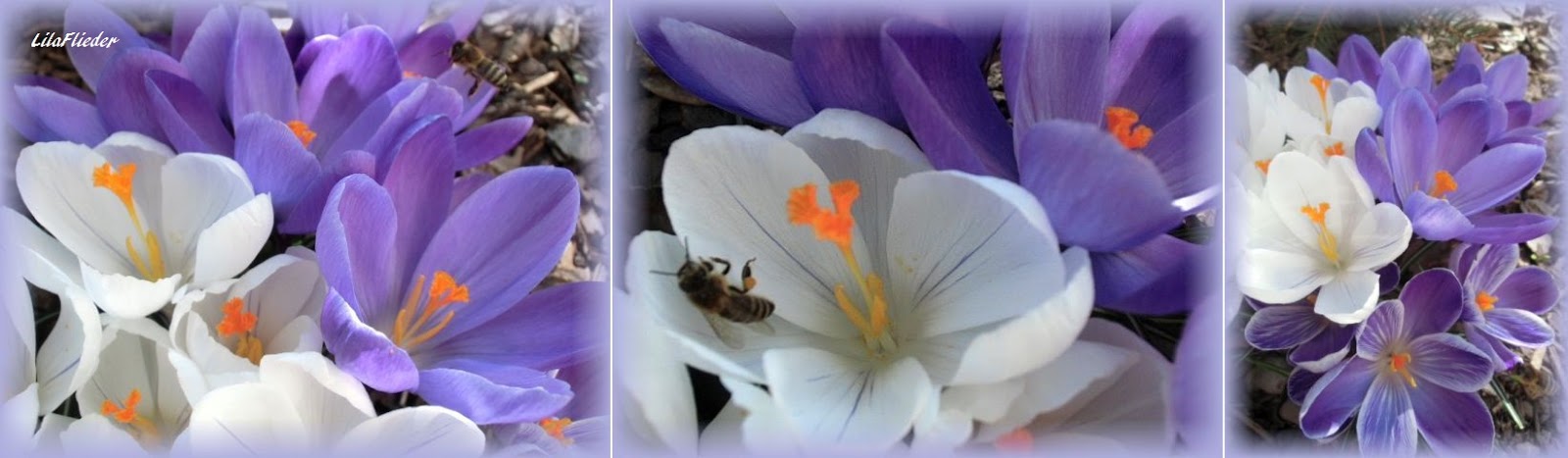 Lila Flieder Garten Frohe Ostern