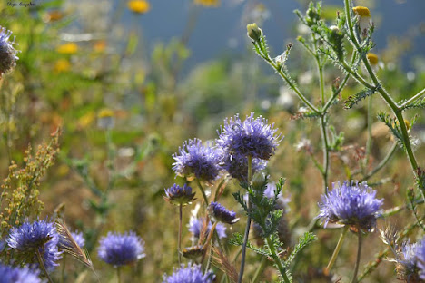 Jasione montanaou ou Botão-azul