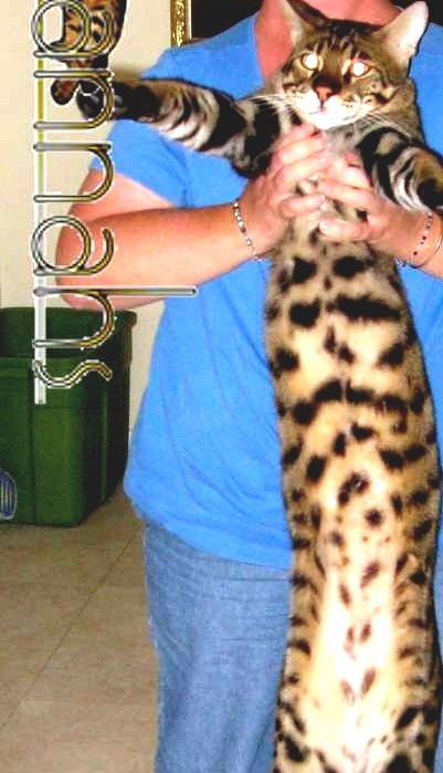 Savannah Cat F5 Savannah Cat Price