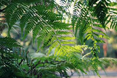 Tree Ferns in Oatley Park NSW