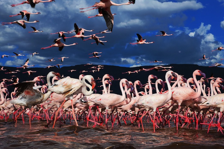 طيور الفلامنجو ’’ مئات منها في منظر أكثر من رائع ’’ بحيرة كينيا ‘‘