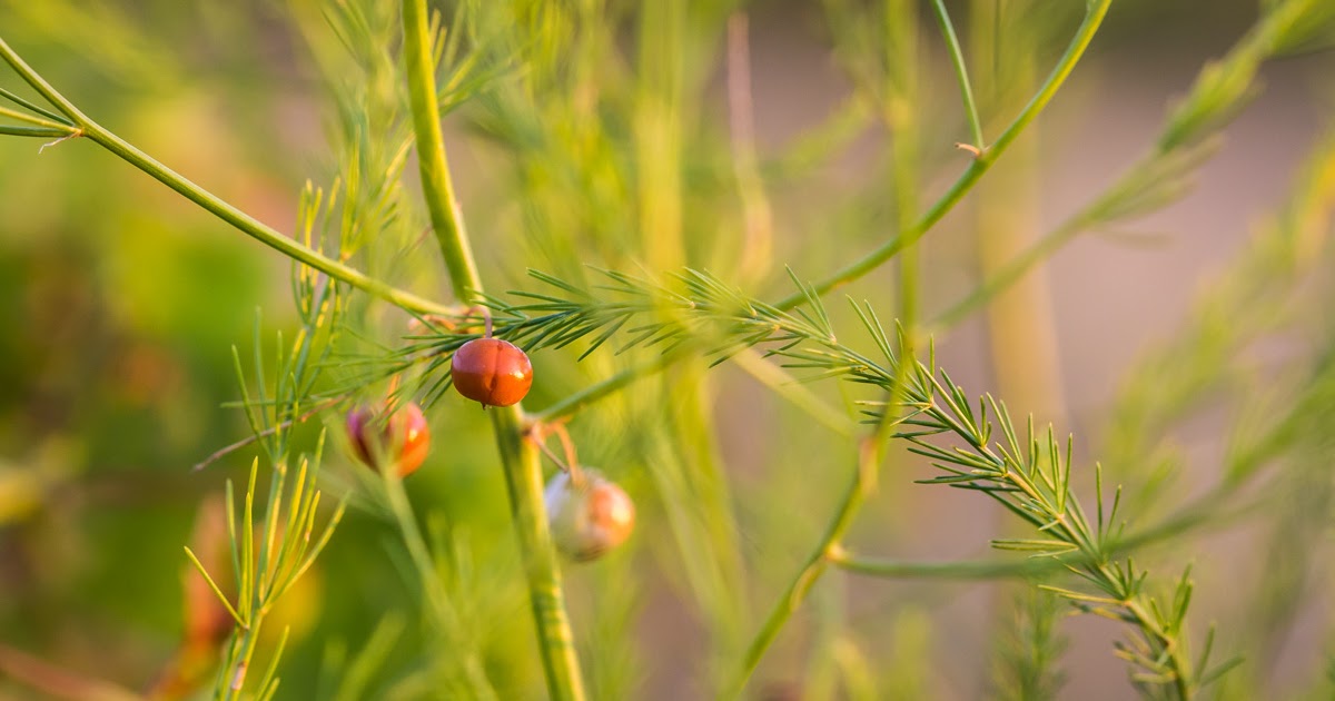 wcs Asparagus berries