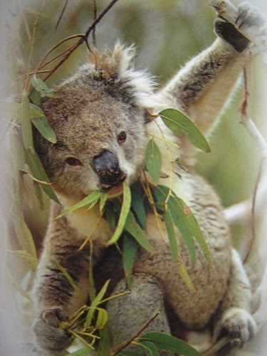 H And H Tire >> FRANCBLOG: LE KOALA H And H Tire >> FRANCBLOG: LE KOALA