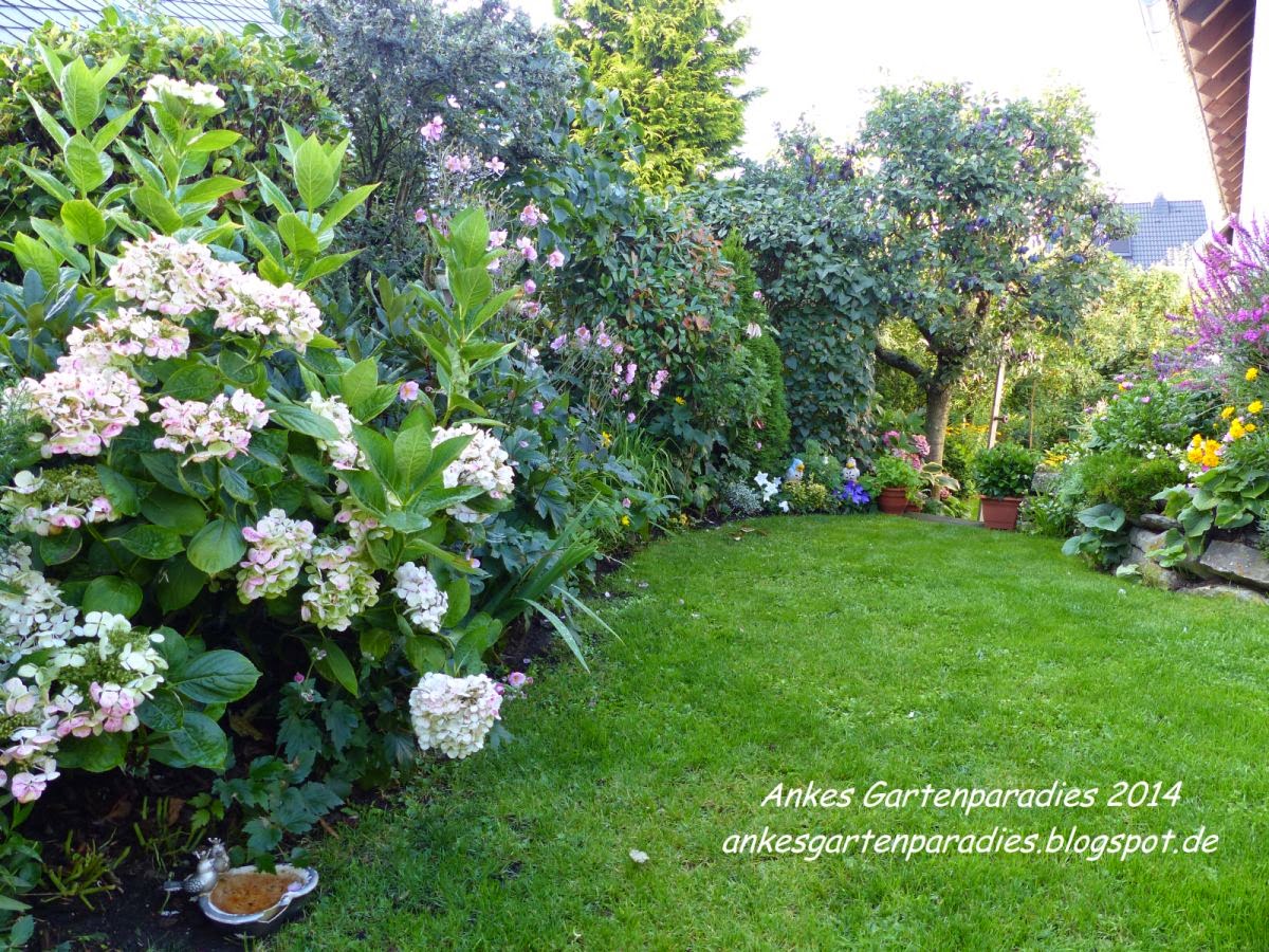 Ankes * * * Natur- und Gartenparadies * * *: Bougainvillea, Hortensie