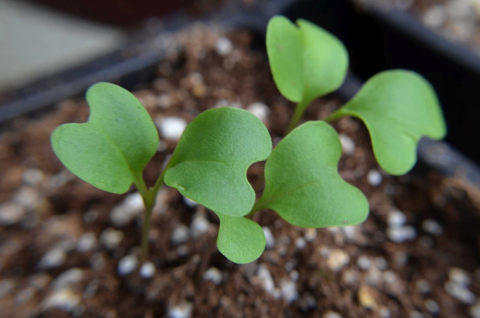 chinese broccoli seedlings chinese broccoli seedlings