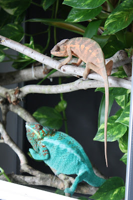 Panther Chameleon Breeding - Mating | Much Ado About Chameleons