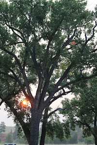 Sunrise thru Cottonwood Tree