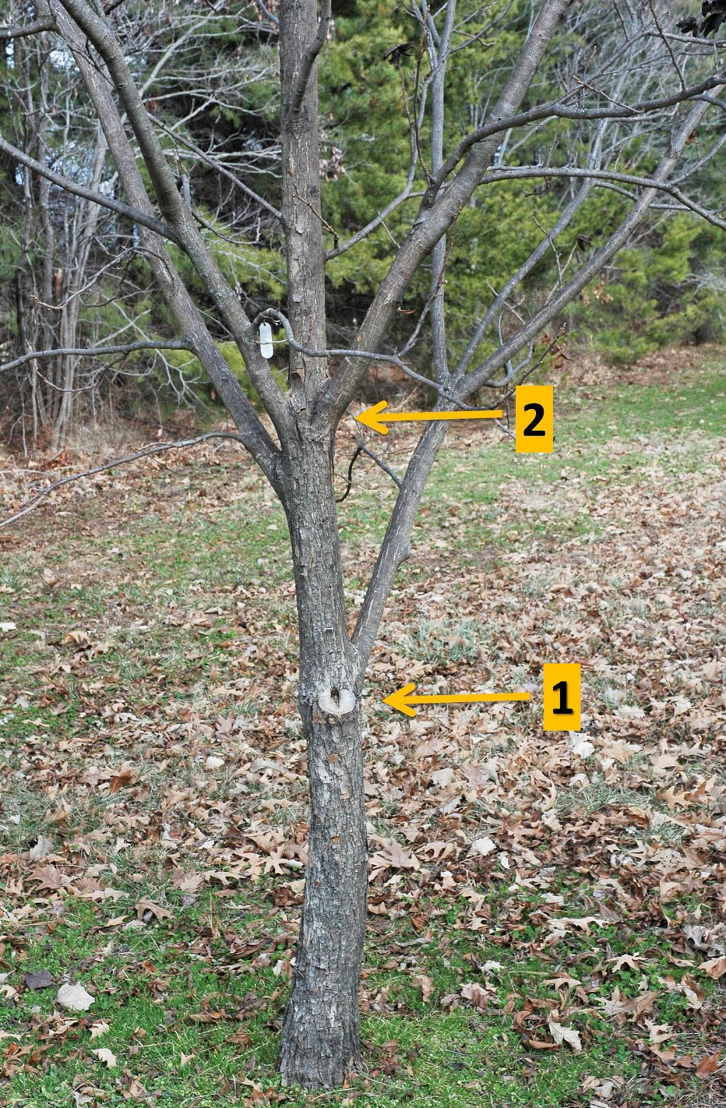 Northern Pecans Dormant pecan tree pruning