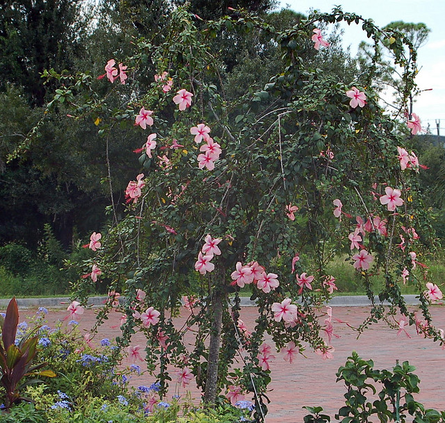 Gardening South Florida Style Fast Growing Shrubs in South Florida II