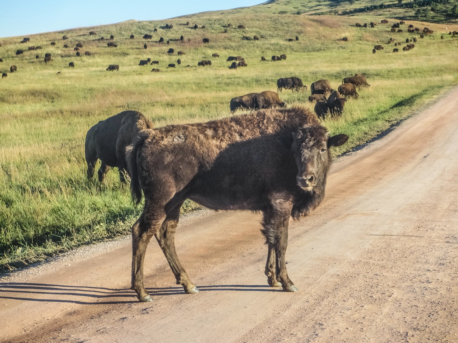 Cannundrums Plains Bison South Dakota