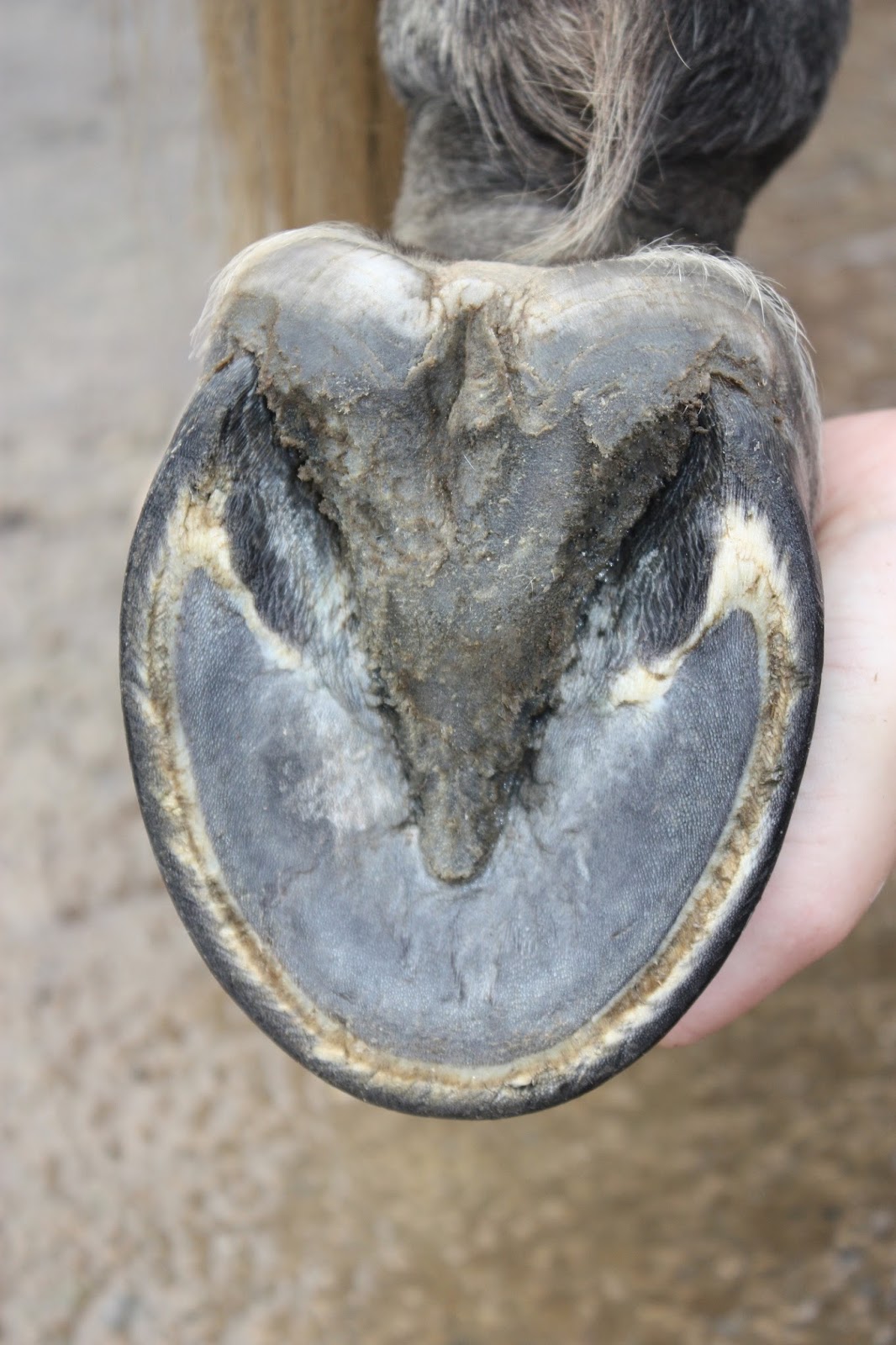 Key Tips and Advice for Barefoot Hoof Care from The Saddlery Shop!