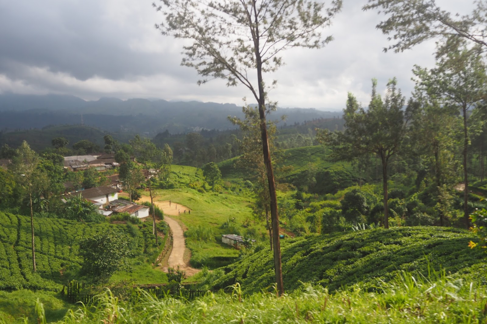 Tea plantation Sri Lanka 