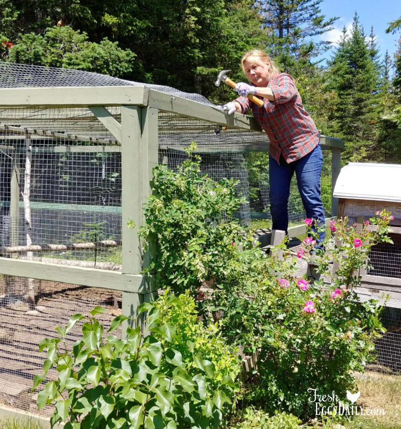 How to Build a PredatorProof Chicken Run Fresh Eggs Daily® with Lisa