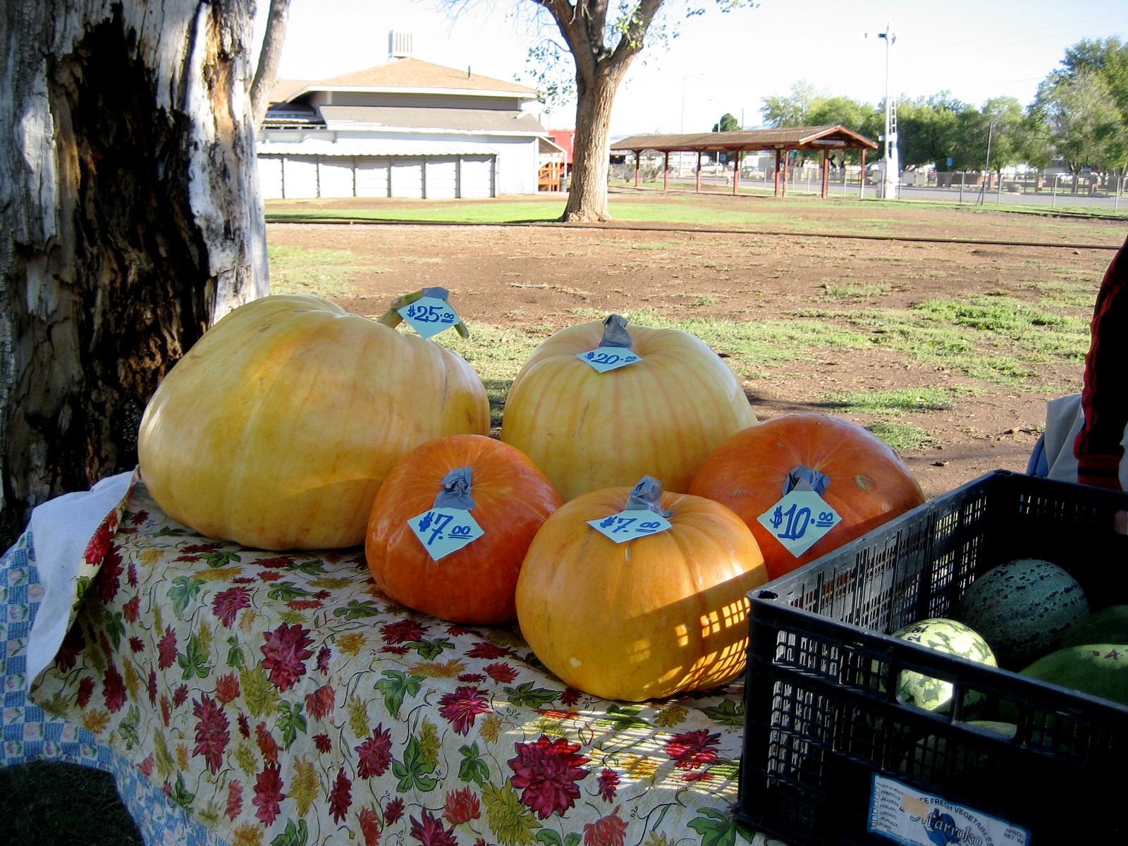 Living Rootless Alamogordo Farmer's Market