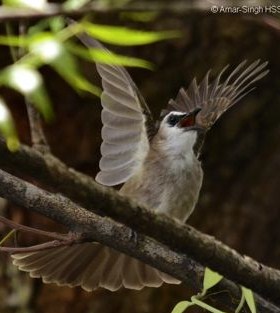 7 Tips Dan Cara Memilih Burung Trucukan Yang Bagus Dan Paling