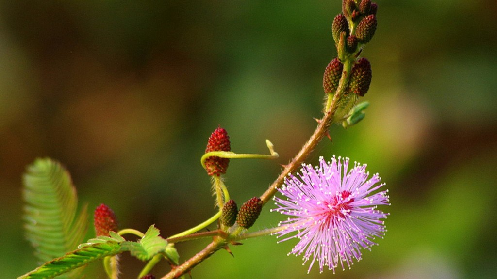 Chùm thơ viết về hoa Trinh Nữ hay & Ý nghĩa loài Trinh Nữ là gì?