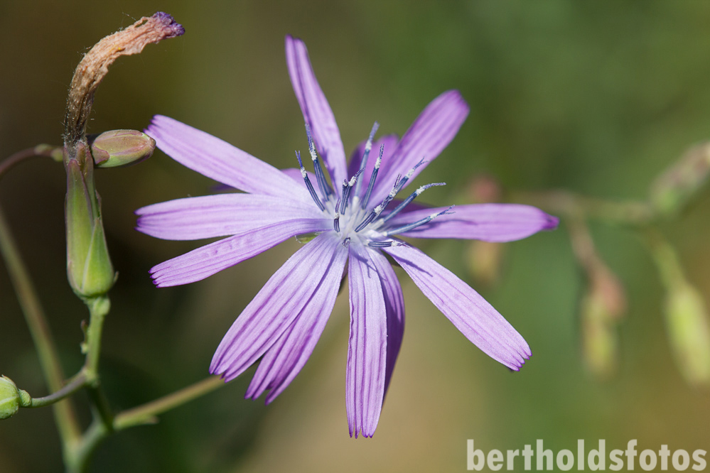Landschaftspark Und Rhododendren Im Schlosspark Dennenlohe Achims