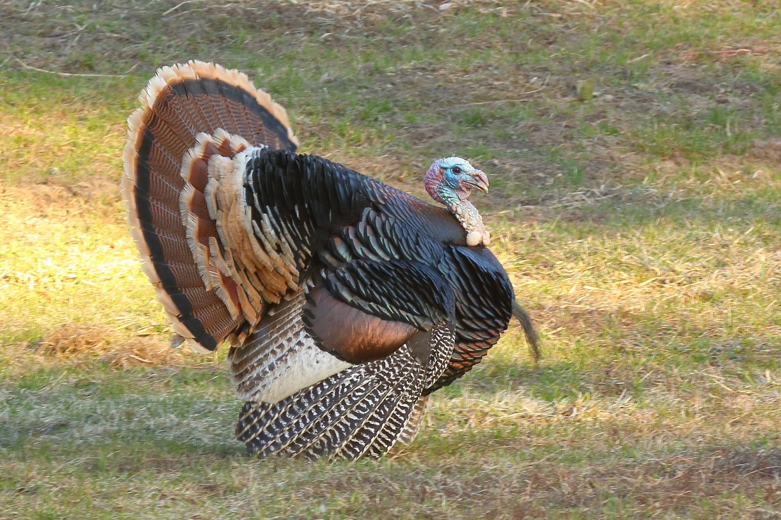 Northeast Washington Birders Don't Be A Turkey Northeast Washington