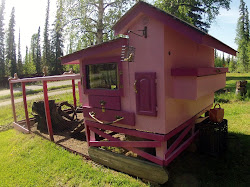 coop pink chicken chickens gorgeous alaska google
