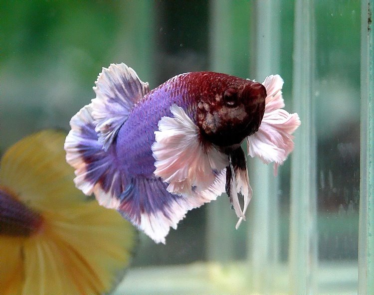 Dumbo Ear Betta Elephant Female Ear Betta music provided by tasty song title i