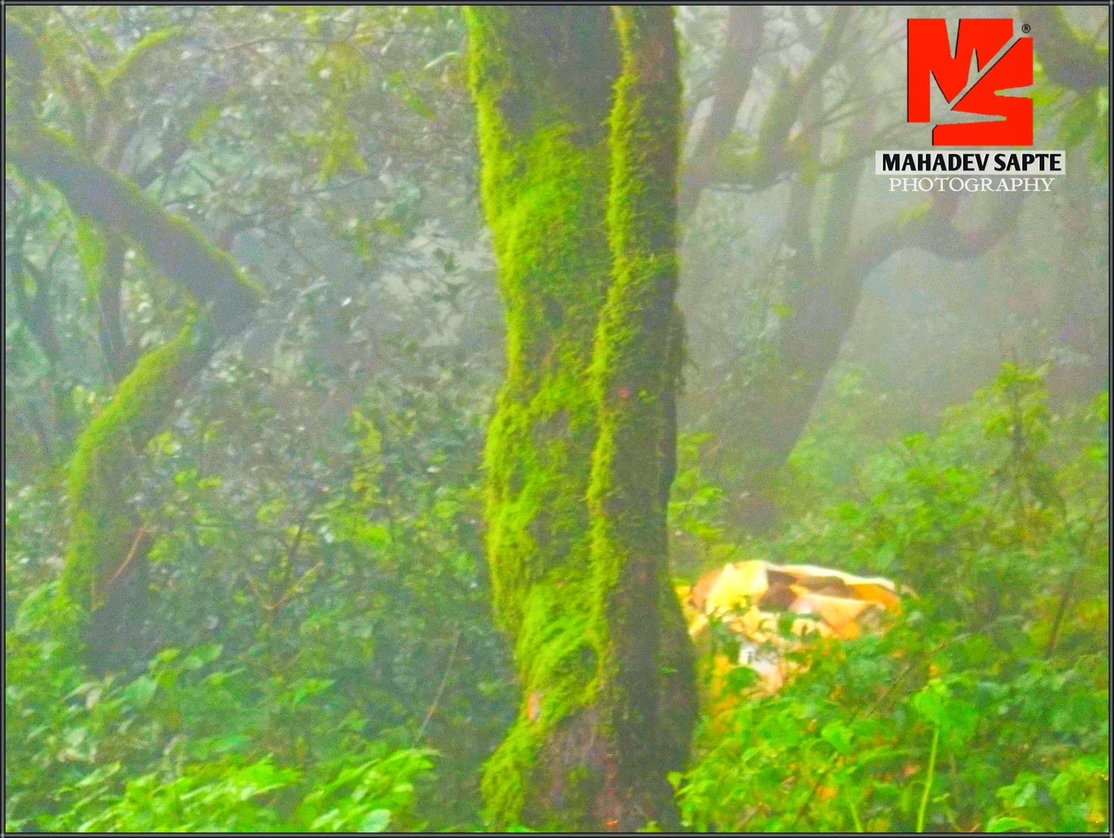 Satara Mahabaleshwar Pratapgad Thoseghar Kas Pathar & Sahyadri