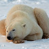 Norway fines tourist guide for scaring polar bear