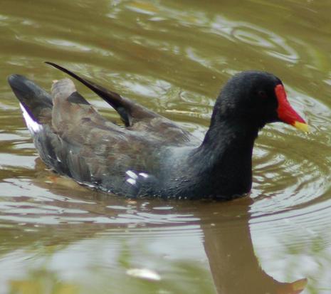 moorhen wildlife