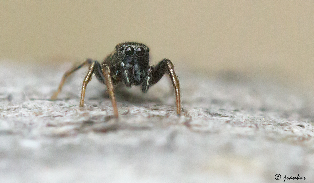 Miradas Cantábricas: Arañas en casa.