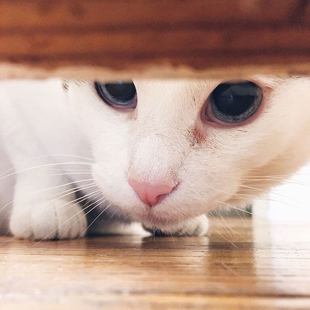 Killer kitty via Instagram