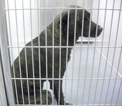 Jacey (TIME UP NO INTEREST)is a beautiful 9-15 month old Pit. She's very friendly and weighs 42.4lb